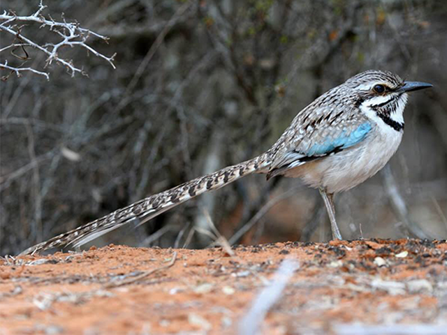 Long-tailed Ground-Roller by Andry Falimanantsoa